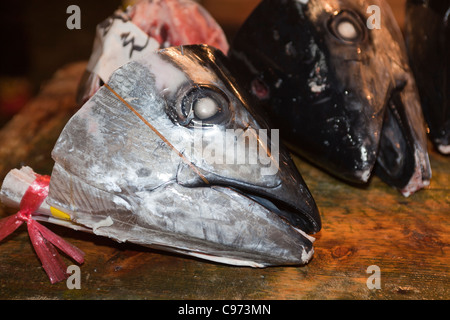 Teste di tonno presso il Mercato del Pesce di Tsukiji Tokyo Foto Stock