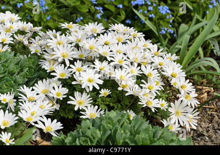 Grecian windflower (anemone blanda " splendore bianco') Foto Stock