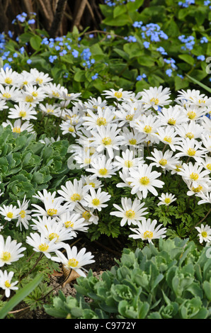 Grecian windflower (anemone blanda " splendore bianco') Foto Stock