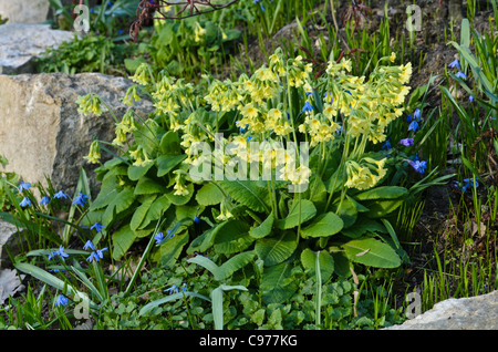 Vero oxlip (primula elatior) Foto Stock