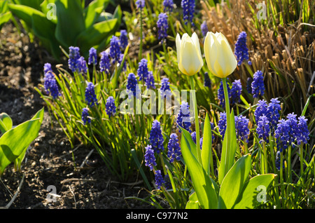 I tulipani (tulipa) e l'uva giacinti (Muscari) Foto Stock
