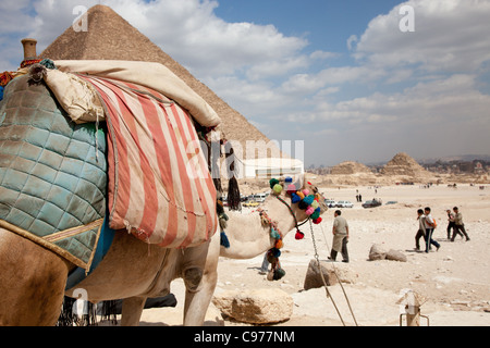 Cammello in piedi nella parte anteriore della Grande Piramide di Cheope -, Khufu Foto Stock