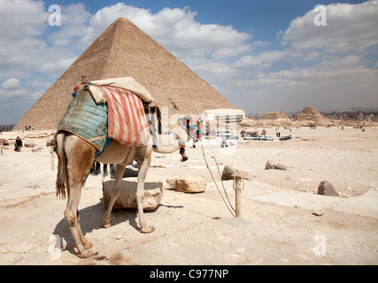 Cammello in piedi nella parte anteriore della Grande Piramide di Cheope -, Khufu Foto Stock