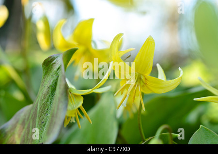 Cane al dente viola (erythronium pagoda) Foto Stock