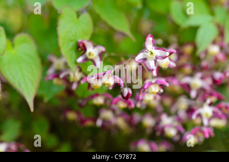 Alpine (barrenwort epimedium alpinum) Foto Stock