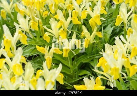 Nana (iris iris bucharica) Foto Stock
