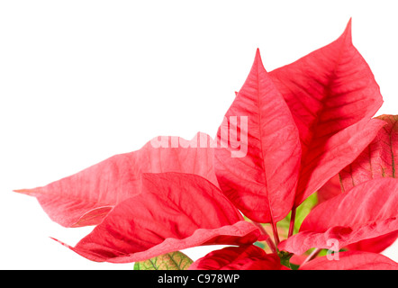 Bella rossa poinsettia isolato su bianco. Che pianta rossa - simbolo del Natale. Foto Stock