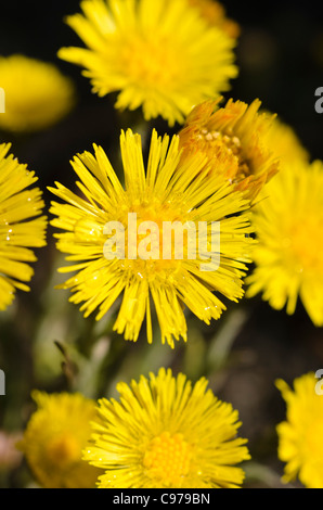 (Coltsfoot Tussilago farfara) Foto Stock