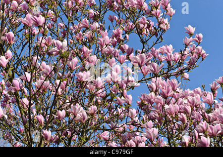 Lenne della magnolia (magnolia x soulangiana 'Heaven Scent') Foto Stock