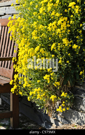 Golden alyssum (aurinia saxatilis syn. alyssum saxatile) Foto Stock