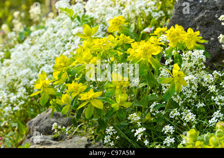 Legno (Euforbia euphorbia amygdaloides) e diffondere rock crescione (arabis procurrens) Foto Stock