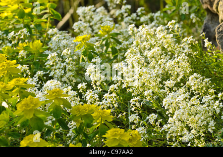 Diffusione di rock crescione (arabis procurrens) e legno (Euforbia euphorbia amygdaloides) Foto Stock