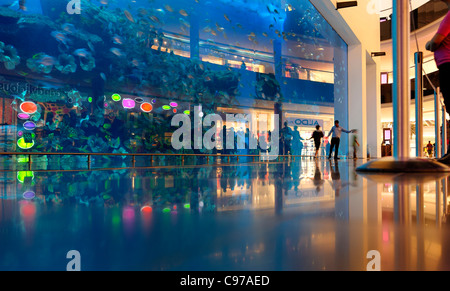 Dubai Aquarium e lo Zoo di Subacquea, Acquario di acqua salata nel centro commerciale di Dubai, Dubai, Emirati Arabi Uniti, Medio Oriente Foto Stock