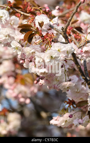 Oriental ciliegio (Prunus serrulata 'shirofugen') Foto Stock