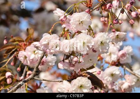 Oriental ciliegio (Prunus serrulata 'shirofugen') Foto Stock