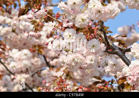 Oriental ciliegio (Prunus serrulata 'shirofugen') Foto Stock