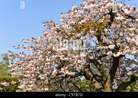 Oriental ciliegio (Prunus serrulata 'shirofugen') Foto Stock