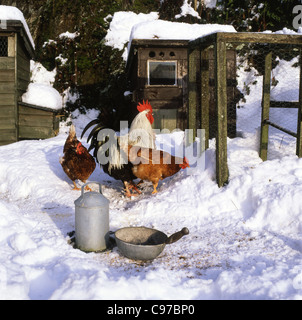 Un galletto di galline e polli becchettare per cibo nella neve in inverno Carmarthenshire Wales UK KATHY DEWITT Foto Stock