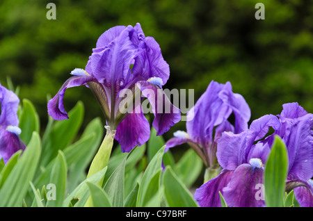 Nana (iris iris pumila) Foto Stock