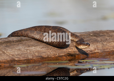 Acqua settentrionale Snake ensoleillement sul log Foto Stock