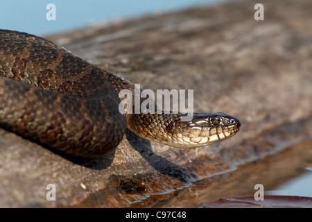 Acqua settentrionale Snake ensoleillement sul log Foto Stock