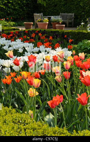 Spring Garden con i tulipani (tulipa) Foto Stock