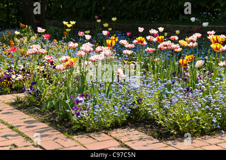 I tulipani (tulipa), dimenticare-me-NOT (myosotis) e violette (viola) Foto Stock