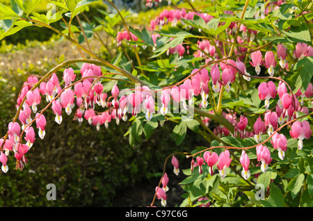 Cuore di sanguinamento (lamprocapnos spectabilis syn. dicentra spectabilis) Foto Stock