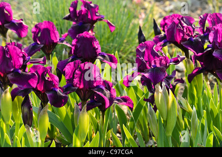 Dwarf barbuto (iris iris barbata nana 'samtpfötchen') Foto Stock