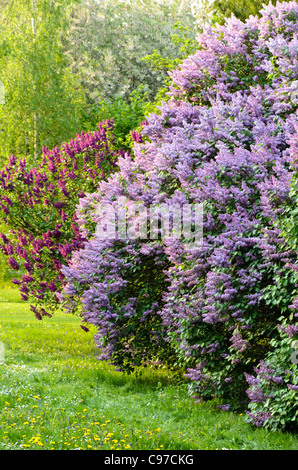 Comune (lilla Syringa vulgaris) Foto Stock