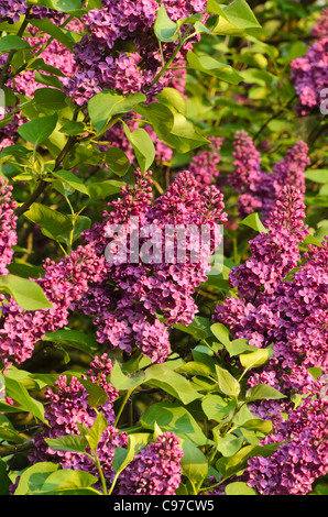 Comune (lilla Syringa vulgaris) Foto Stock