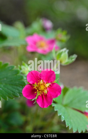 Alpine fragola (Fragaria vesca 'rubra") Foto Stock