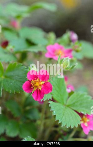 Alpine fragola (Fragaria vesca 'rubra") Foto Stock