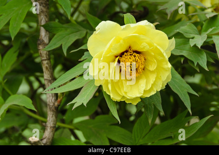 Tree peonia (Paeonia x lemoinei 'High Noon') Foto Stock