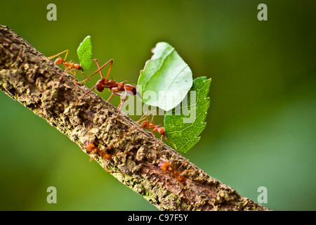 Fresa a foglia formiche Foto Stock