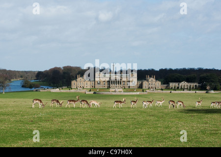Daini in Holkham Hall e la station wagon, a 25 000 acri di tenuta agricola risalente al 1750 Foto Stock