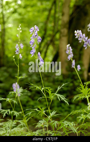 Monk's-cofano, Aconitum napellus, crescente selvatici da un flusso in Somerset Foto Stock