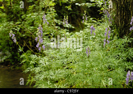 Monk's-cofano, Aconitum napellus, crescente selvatici da un flusso in Somerset Foto Stock