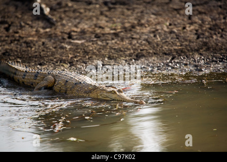 Coccodrillo di acqua dolce (Crocodylus johnstonii) in Mary River zone umide. Mary River National Park, il Territorio del Nord, l'Australia Foto Stock