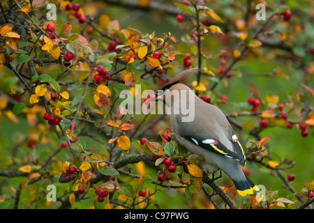 Bohemian waxwing (Bombycilla garrulus) alimentazione su bacche rosse nella boccola in giardino, Paesi Bassi Foto Stock