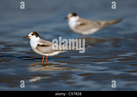 I capretti Common tern (Sterna hirundo) sulla spiaggia in autunno Foto Stock