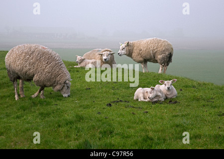 Gregge di pecore e agnelli (Ovis aries) appoggiato sulla diga nella nebbia, Texel, il Wadden Sea, Paesi Bassi Foto Stock