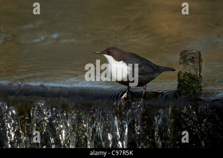 Svernamento bianco-throated dipper / Europea bilanciere (Cinclus cinclus) in piedi nel flusso in inverno, Paesi Bassi Foto Stock