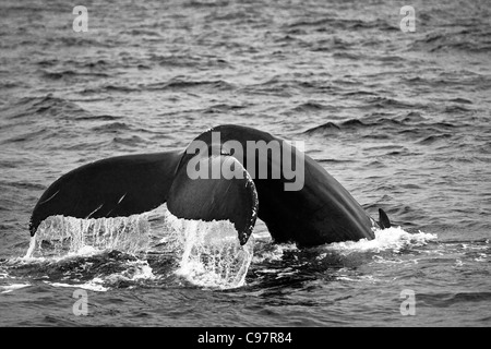 Humpback Whale violare off di Cape Cod, Massachusetts Foto Stock