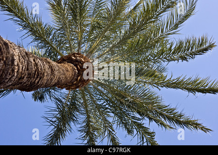 Palm Tree foto dalla base della prospettiva di trunk Foto Stock