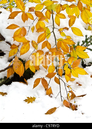 Faggio lascia appeso sul terreno nevoso Foto Stock