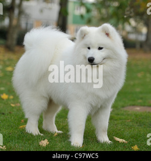 Cane samoiedo Foto Stock