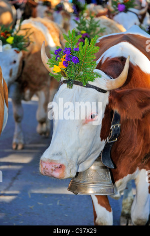 Mucca svizzera, decorata per l'Desalpe - portando le mucche giù fuori delle montagne Foto Stock