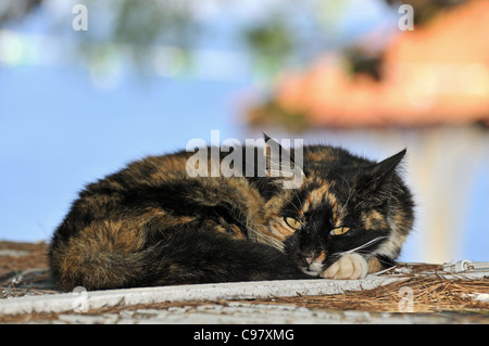 Gatto randagio a Hydra Island, Grecia Foto Stock