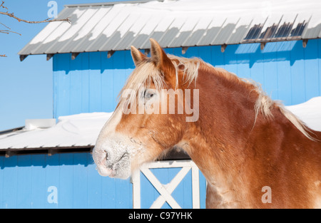 Bella bionda progetto belga a cavallo con coperta di neve muso contro un granaio blu in una fredda giornata invernale Foto Stock
